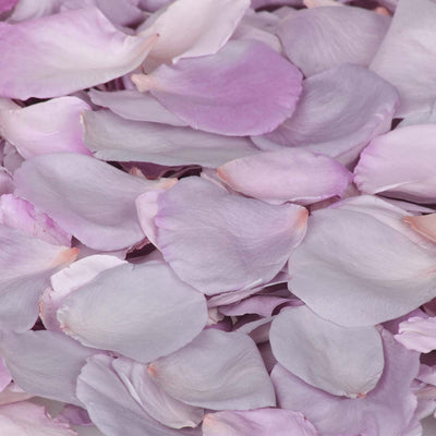 Lilac rose petals