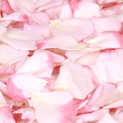 Strawberry pink rose petals