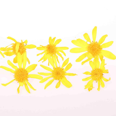 Yellow Daisy Edible Flowers