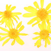 Yellow Freeze Dried Edible Daisies