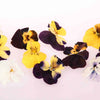 Dried Edible Violas