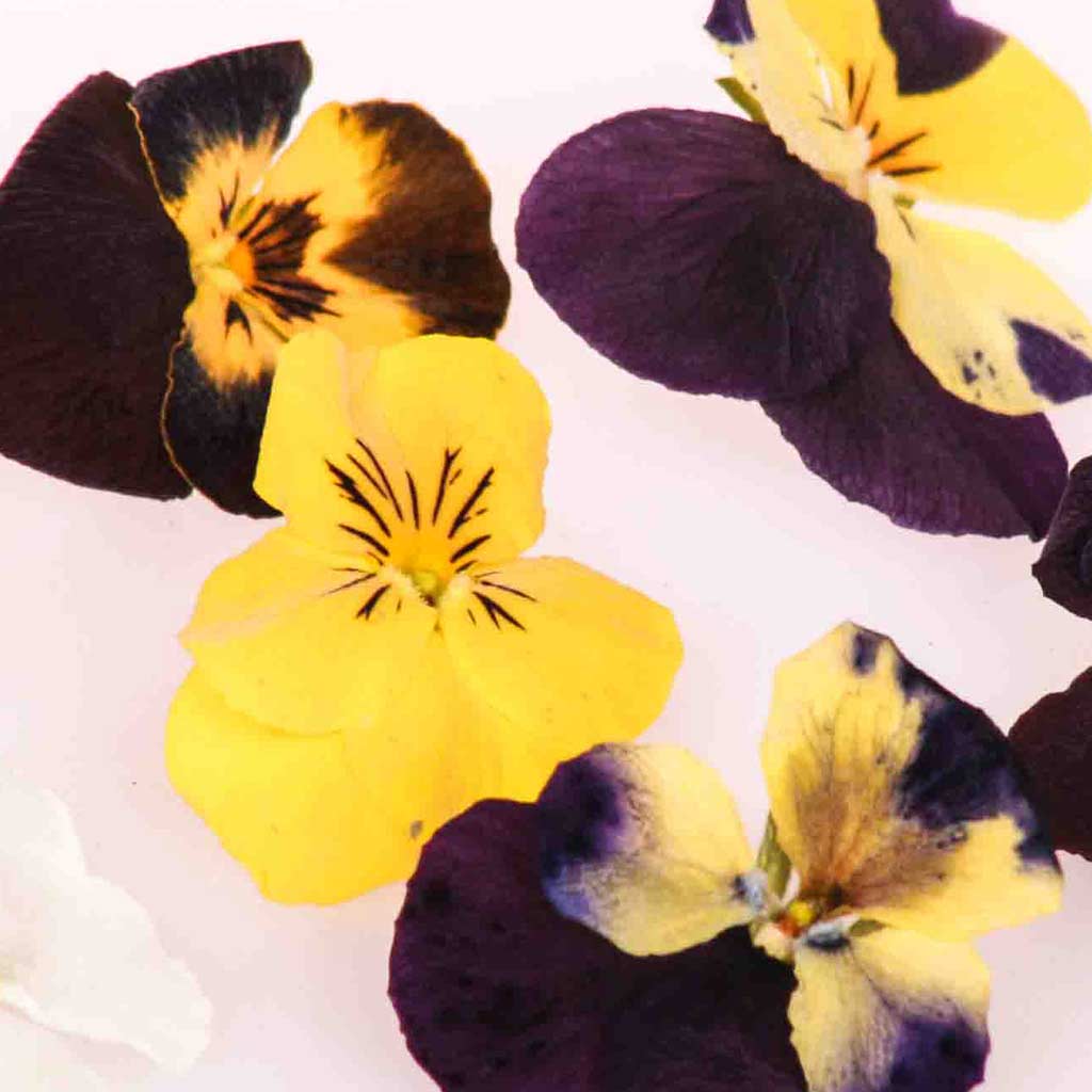 Very Viola Freeze Dried Edible Flowers freeze dried edible violas