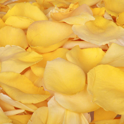 Yellow rose petals