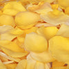 Yellow Rose Petals